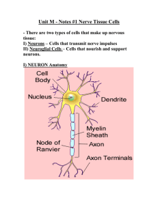 Unit M - Notes #1 Neurons - Mr. Lesiuk