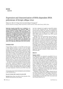 Expression and characterization of RNA-dependent