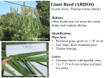 Giant Reed (ARDO4) Arundo donax