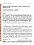 Reabsorption of the Nephrotoxin Ochratoxin A Along the Rat