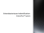 Bacterial identification and antibiotic sensitivity