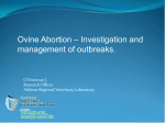 Ovine Abortion – Investigation and management