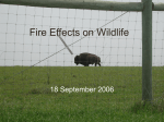 Fire and Wildlife