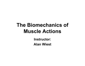 The Biomechanics of Muscle Actions