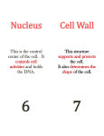 Cell Wall Nucleus