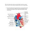 Circulatory System 3