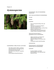 Chapter 24: Gymnosperms