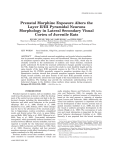 Prenatal morphine exposure alters the layer II/III pyramidal neurons