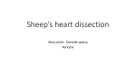 Sheep*s heart dissection