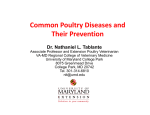COMMON POULTRY DISEASES AND THEIR PREVENTION