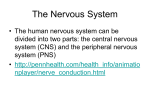 The Nervous System