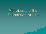 Microbes are the Foundation of Life