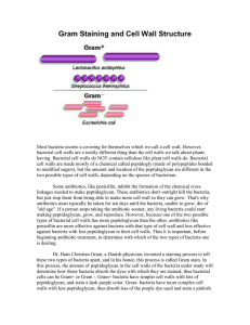 Gram Staining and Cell Wall Structure