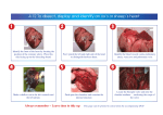 4.12 To dissect, display and identify an ox`s or sheep`s heart