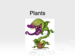 Plants IGCSE