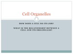 Cell Organelles - Bath.k12.ky.us