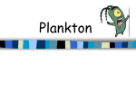 Plankton ppt
