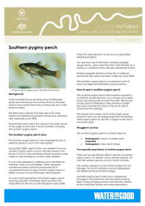 Southern pygmy perch