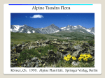 Alpine Tundra Flora