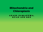 Mitochondria_and_Chloroplast