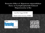 Protective Effect of Hypericum triquetrifolium Turra. on