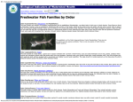 Freshwater Fishes by Order