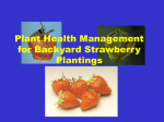 Plant Health Management for Backyard Strawberries