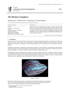 The Phylum Ctenophora