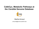 CalbiCyc, Metabolic Pathways at the Candida Genome Database