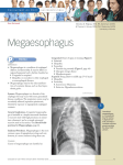 Megaesophagus - Clinician`s Brief