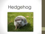 Hedgehog Ecological niche