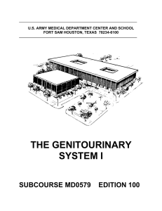 the genitourinary system i