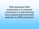 RNA-dependent RNA polymerase is an essential component of a