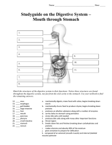 Studyguide of the Digestive System