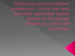 Production of recombinant proteins in E. coli by the
