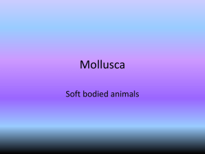 Mollusca and Annelida