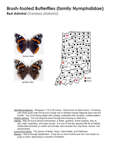 Brush-footed Butterflies (family Nymphalidae)