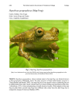 Hypsiboas geographicus (Map Frog)