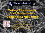 Making Attachments: Curli Production in Bacterial Communities