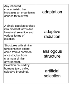 adaptation adaptive radiation analogous structure artificial selection