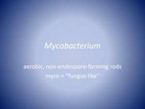 Mycobacterium