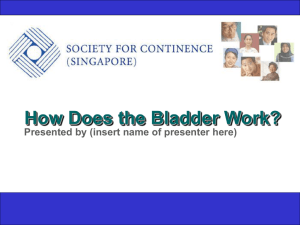 How Does the Bladder Work?