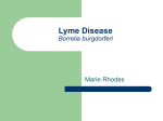 Lyme Disease Borrelia burgdorferi