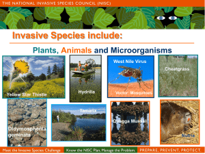 Invasive Species include: