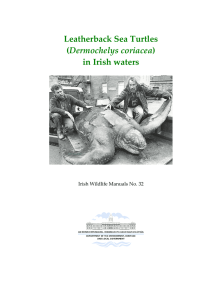 Leatherback Sea Turtles (Dermochelys coriacea) in Irish waters