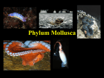 Mollusca Power P