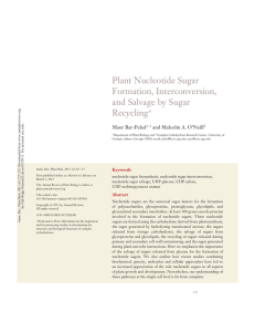 Plant Nucleotide Sugar Formation, Interconversion, and Salvage by