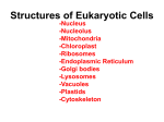 Structures of Eukaryotic Cells