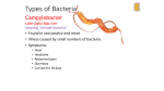 Types of Bacteria