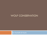 Wolf Conservation